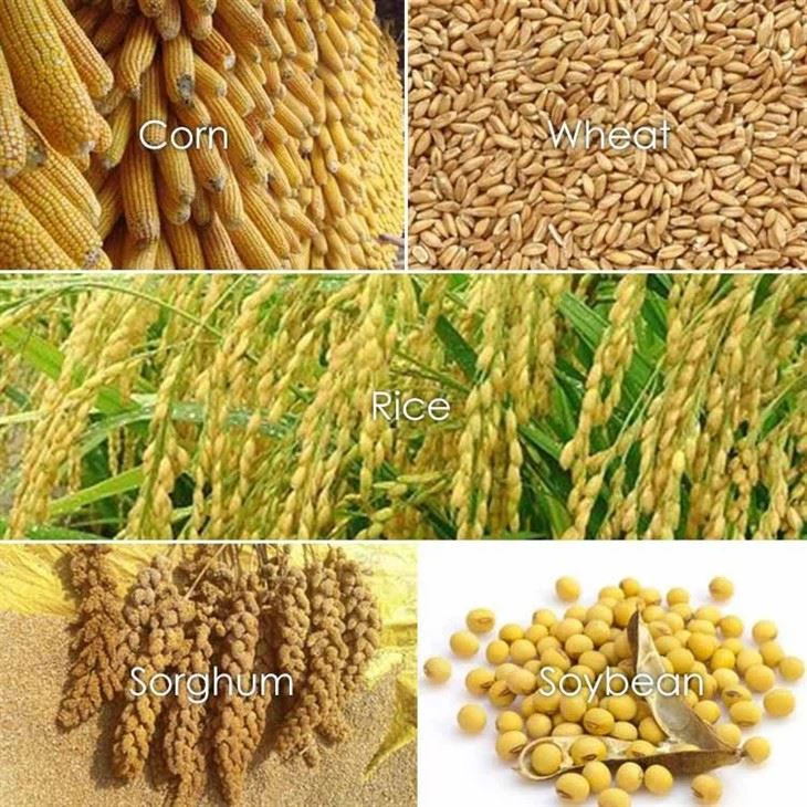 Wheat Corn Paddy Dryer6